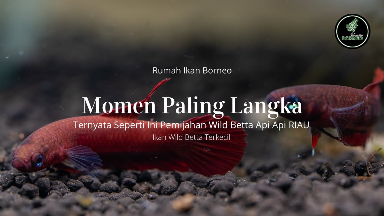 Momen Sangat Langka Begini Proses Pemijahan Alami Wild Betta Api Api RIAU
