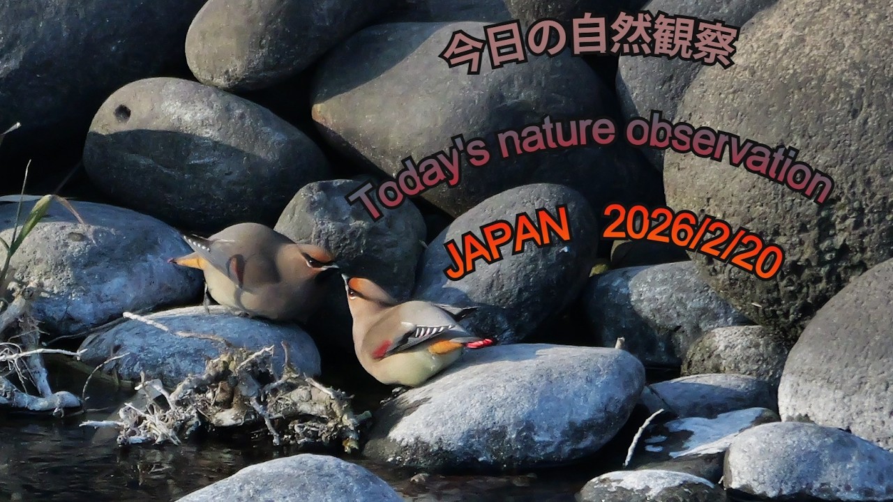 今日の自然観察　Today's nature observation　JAPAN  2026/2/20