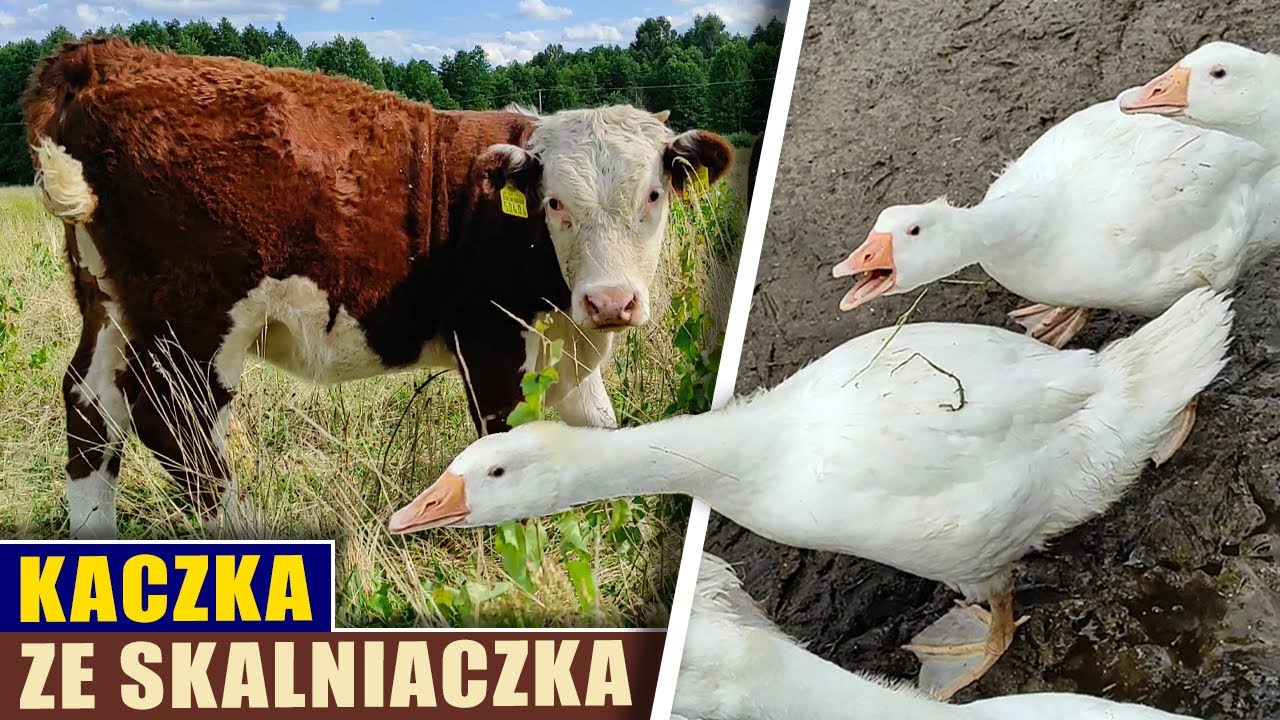 Kaczka ze skalniaczka 🦆