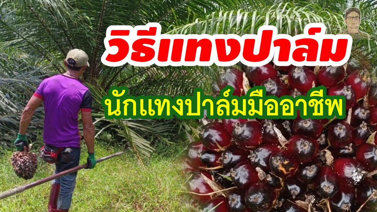 🌿ตัดปาล์ม [ตอนที่ 1/5] ขอบคุณพี่วิทย์และทีมงานมืออาชีพ มาแนะนำการแทงปาล์มที่ถูกวิธี | Oil Palm