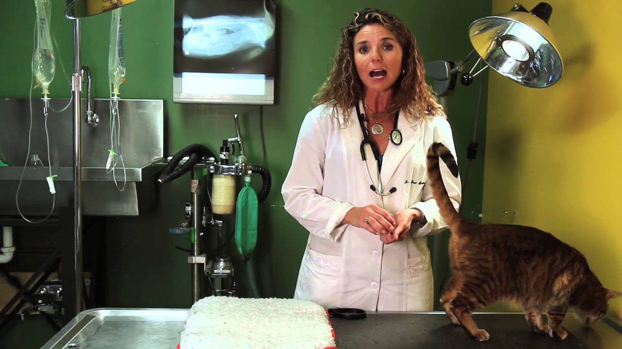 Is Cat Pheromone Safe for Cats? : Cat Behavior & Health