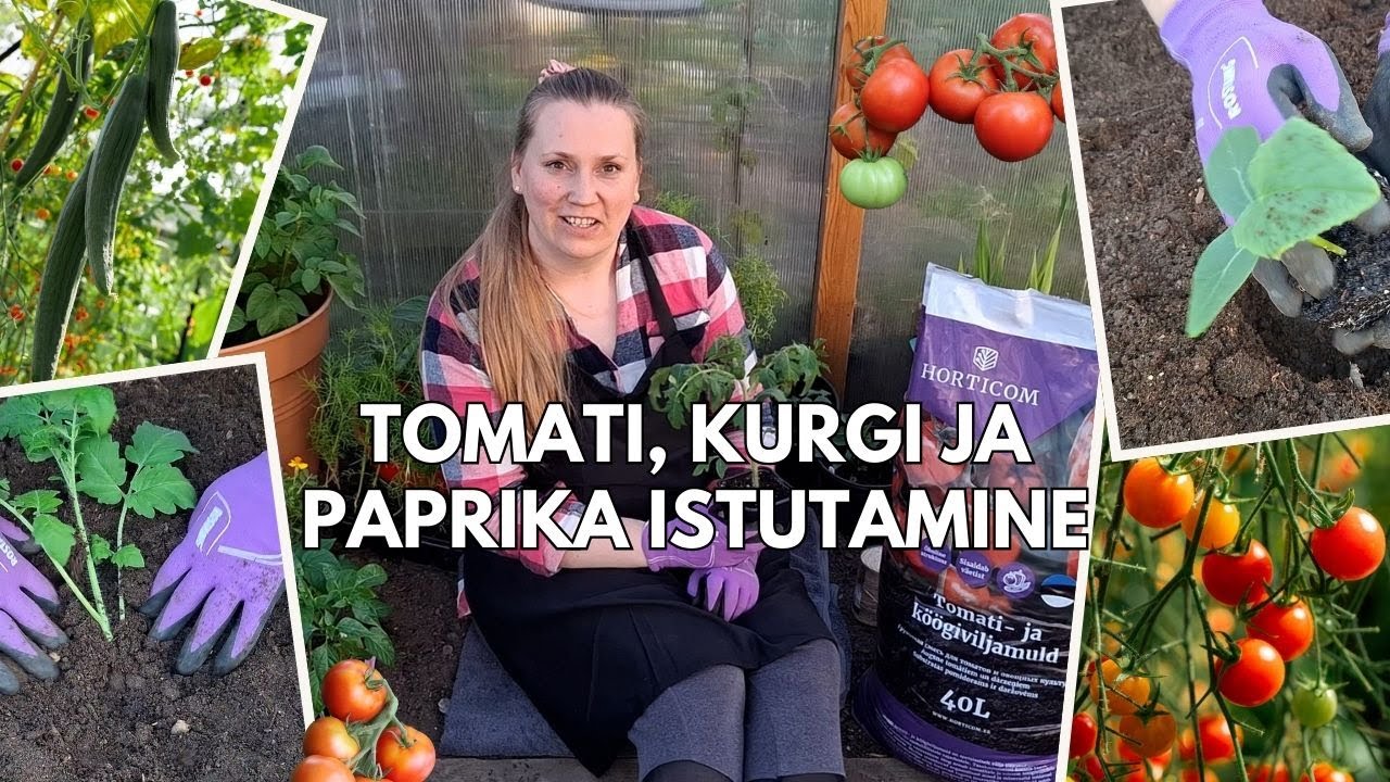 Kuidas istutada tomatit, kurki ja paprikat? 🍅🥒🫑 || Millal on õige aeg istutamiseks? 🤔