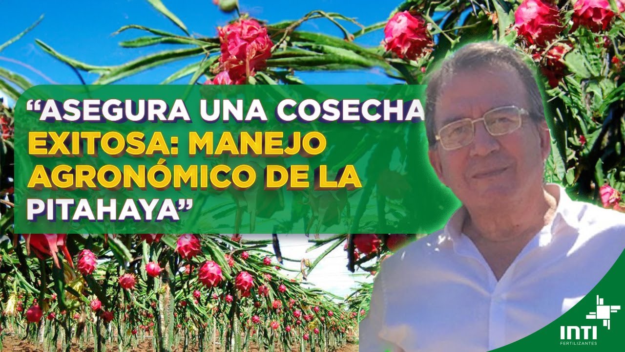 🌟 LOGRA COSECHAS ABUNDANTES DE PITAHAYA CON ESTE MANEJO AGRÓNOMICO 🌟