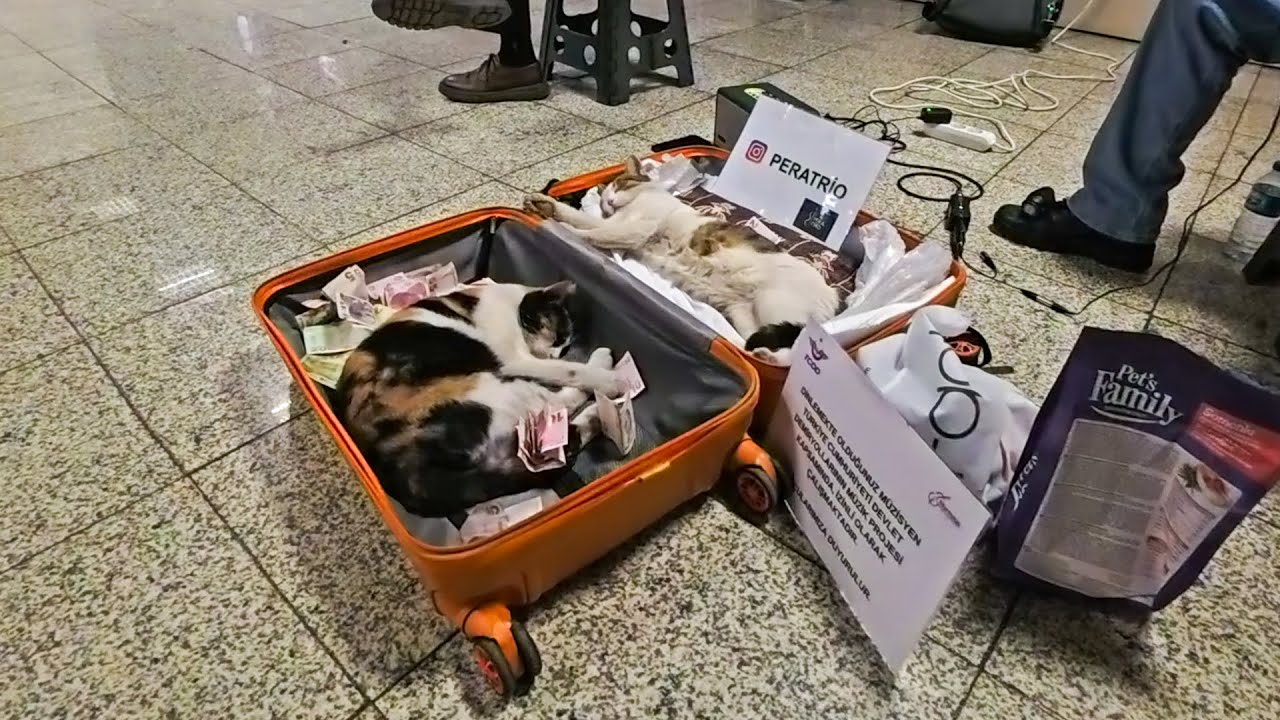 地下鉄の猫「いいベッド見つけたニャン！」疲れた人も癒やされる可愛すぎる寝床発見