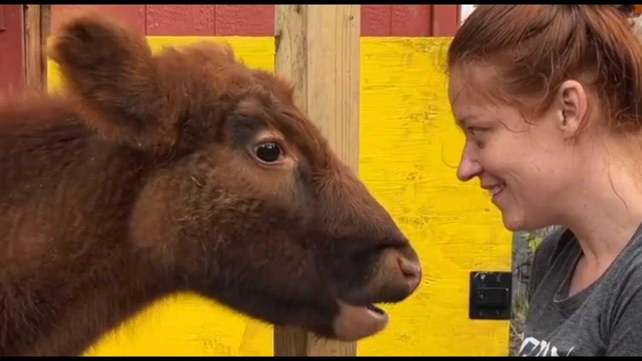 Blind cow gets another chance at life due to her disability