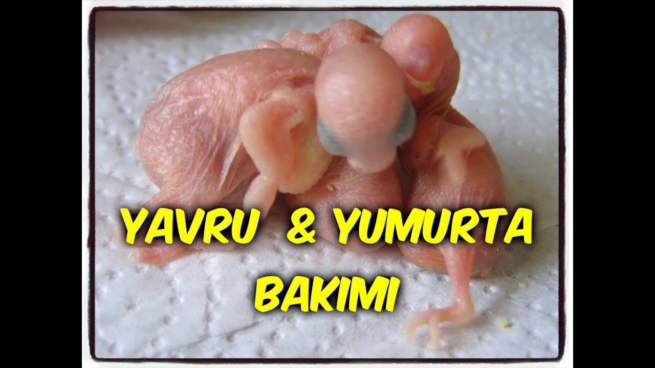 MUHABBET KUŞLARINDA YAVRU ve YUMURTA BAKIMI NASIL YAPILMALI! NELERE DİKKAT EDİLMELİ !
