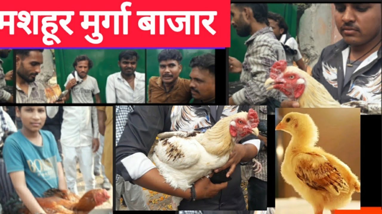 मुर्गा बाजार नीबू पार्क | Lucknow pet Market | Nakhas bird market |murga kabuter fancy #poultryfarm