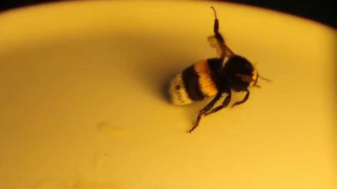 Saving Jerry [ how to save a Bumble Bee's life ]