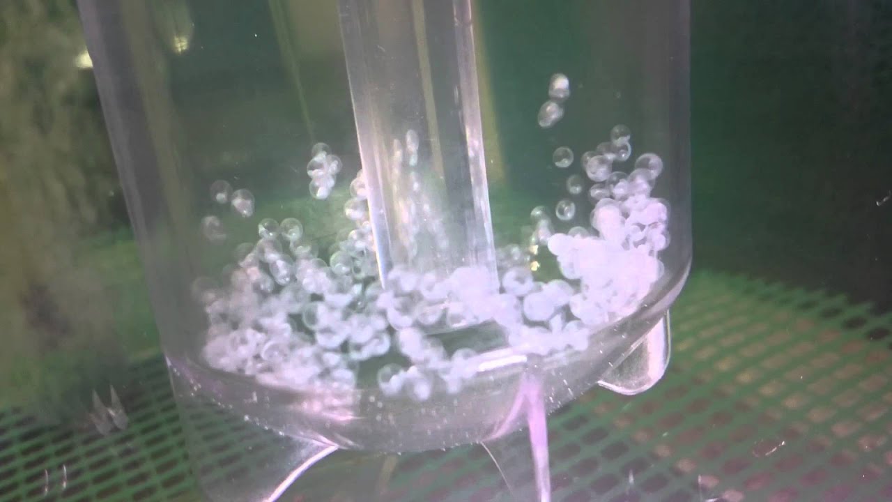 Garra Rufa Eggs