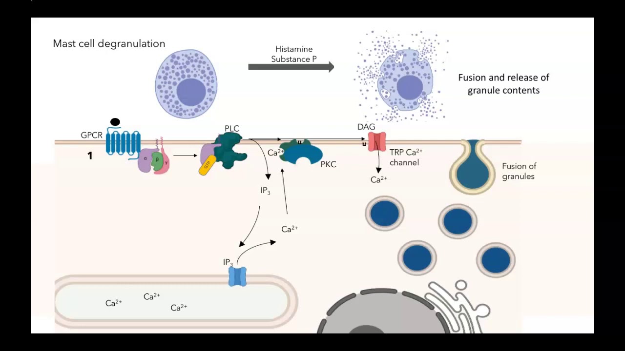 GPCR IP3 DAG pathway