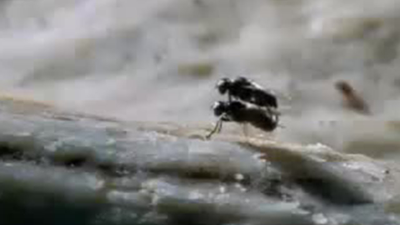 Moose Antler Flies | A Moose Named Madeline | BBC Studios