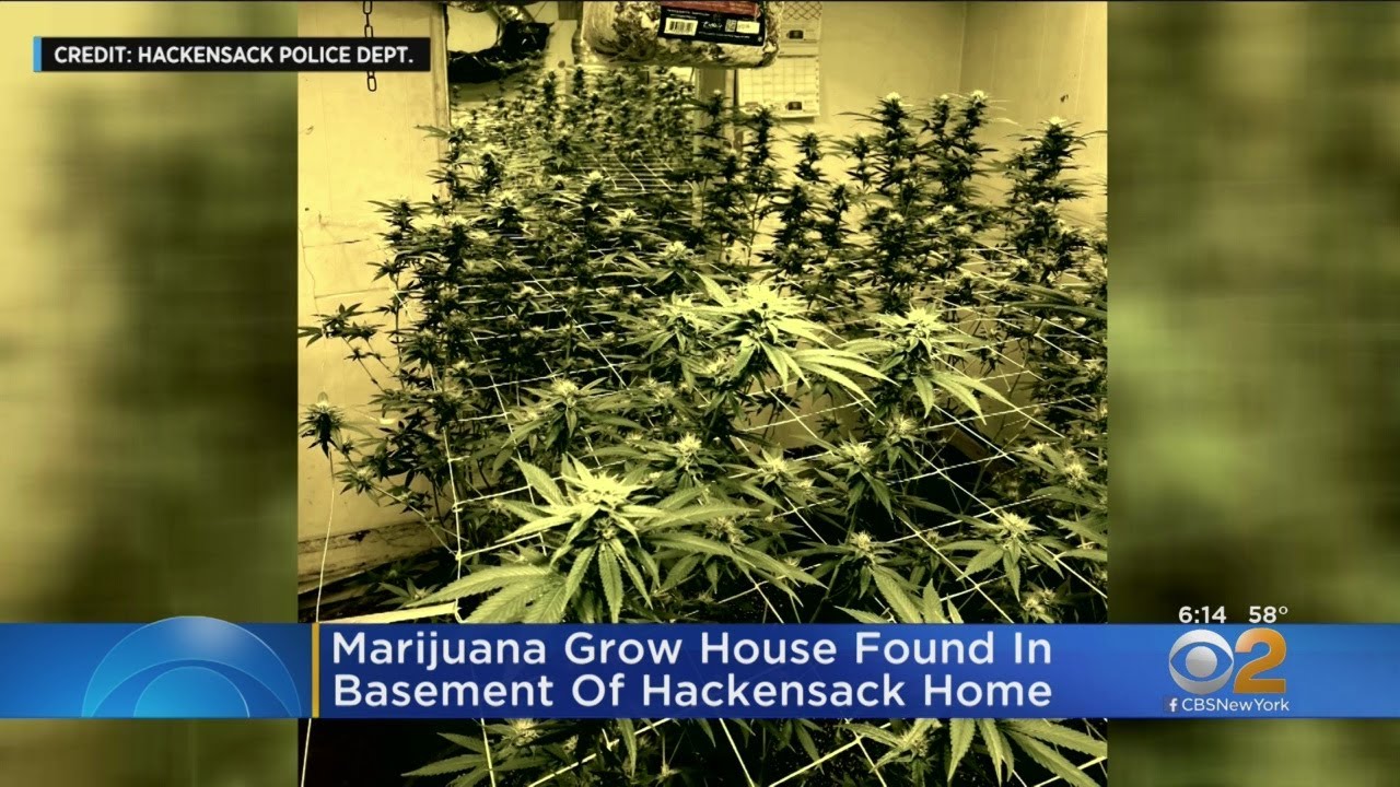 Marijuana Grow House Found In Basement Of Hackensack Home