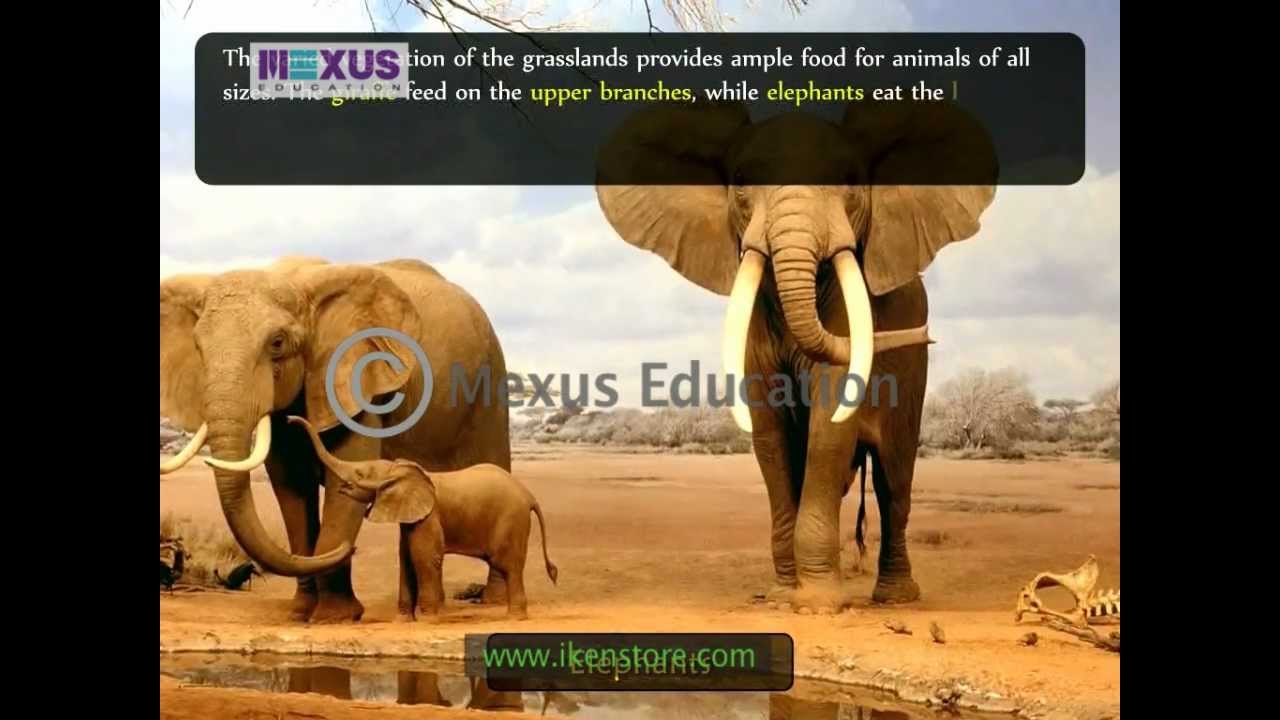 Vegetation and Wildlife of Africa