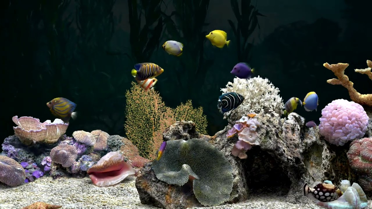 Fish Tank Video For Cats to Watch | Calming Aquarium | 2 Hours | No Music