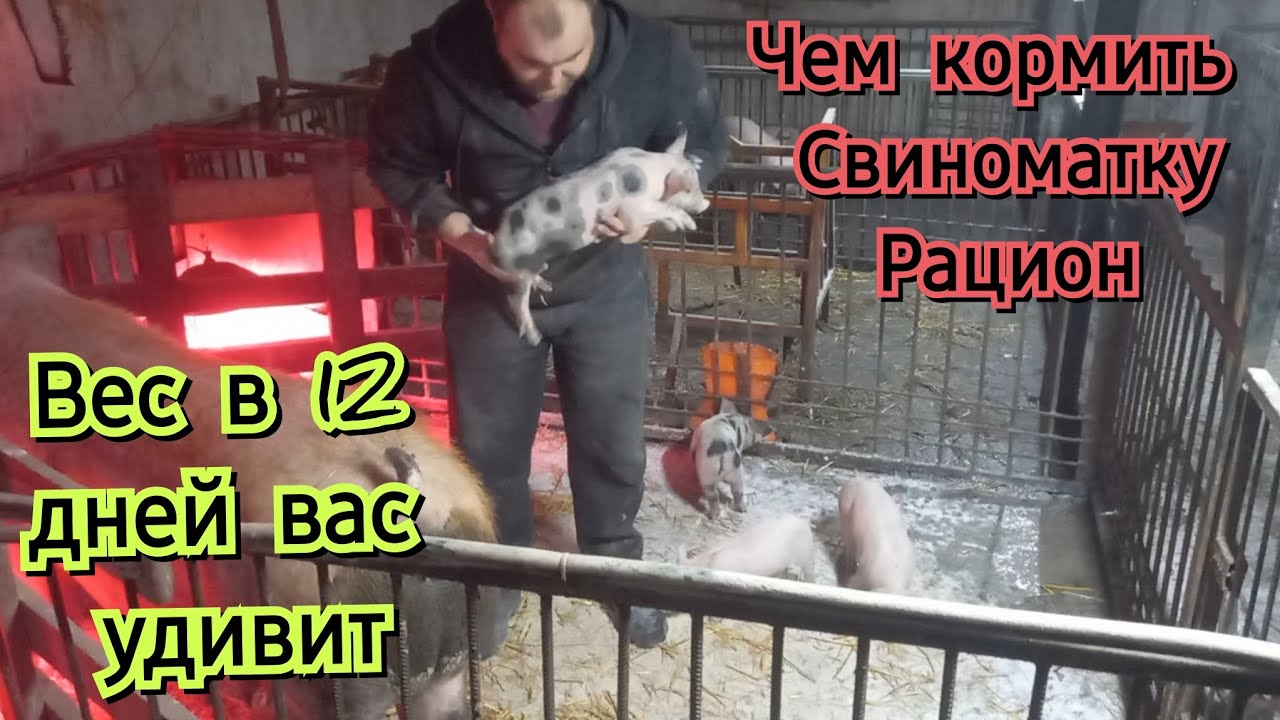 👎ЗАЧЕМ ВАМ ПРЕМИКСЫ❗️Они вам не нужны❗️ Без химикатов всё хорошо