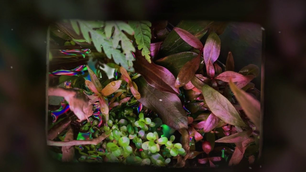 苔蘚微景觀栽培種植和日常led植物燈補光與養護@vitalux水陸植物培育燈具