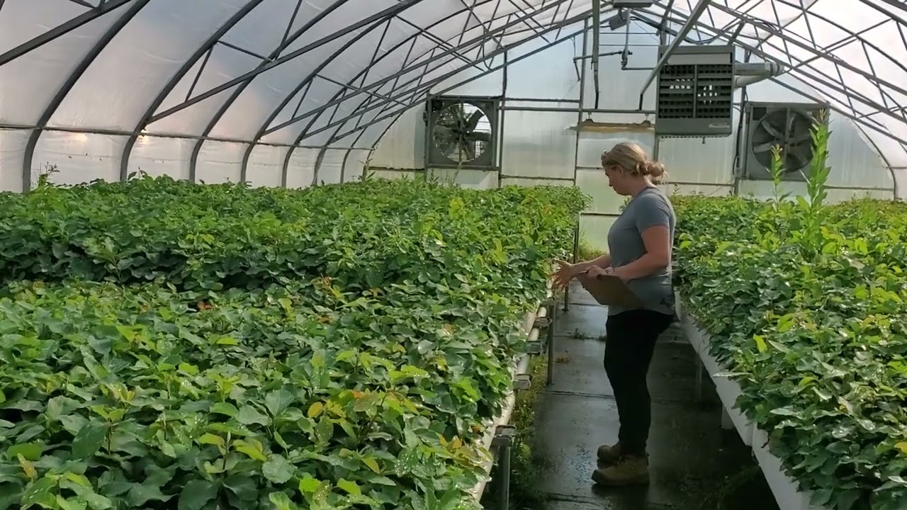 Saskatoon Berry (aka Service Berry or June Berry) update for Aug 25 at TreeTime.ca greenhouses