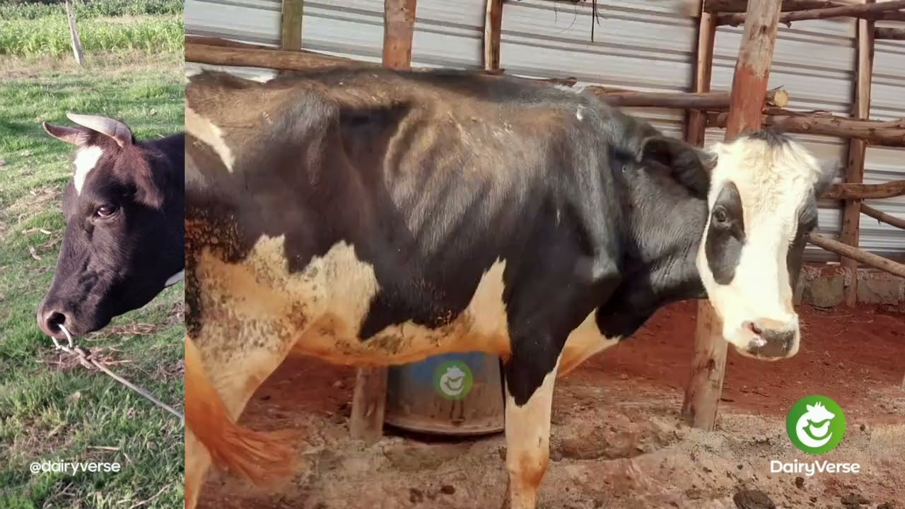 The Satisfying Restore+&reg; Dairy Transformation | Turning Previously ill Cows into Profitable Assets!
