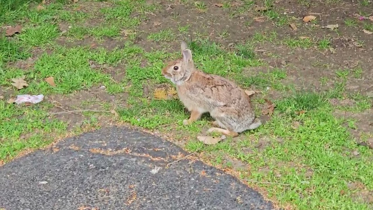 Eastern Cottontail Adult Bunny Hops Away