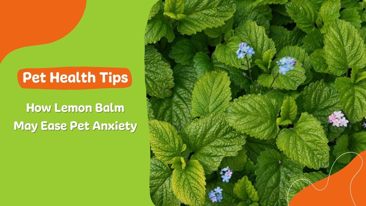 How Lemon Balm May Ease Pet Anxiety