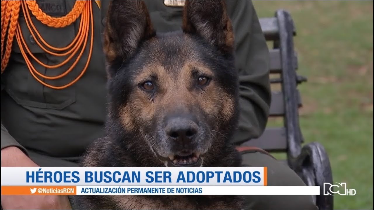 Adopte un héroe canino jubilado
