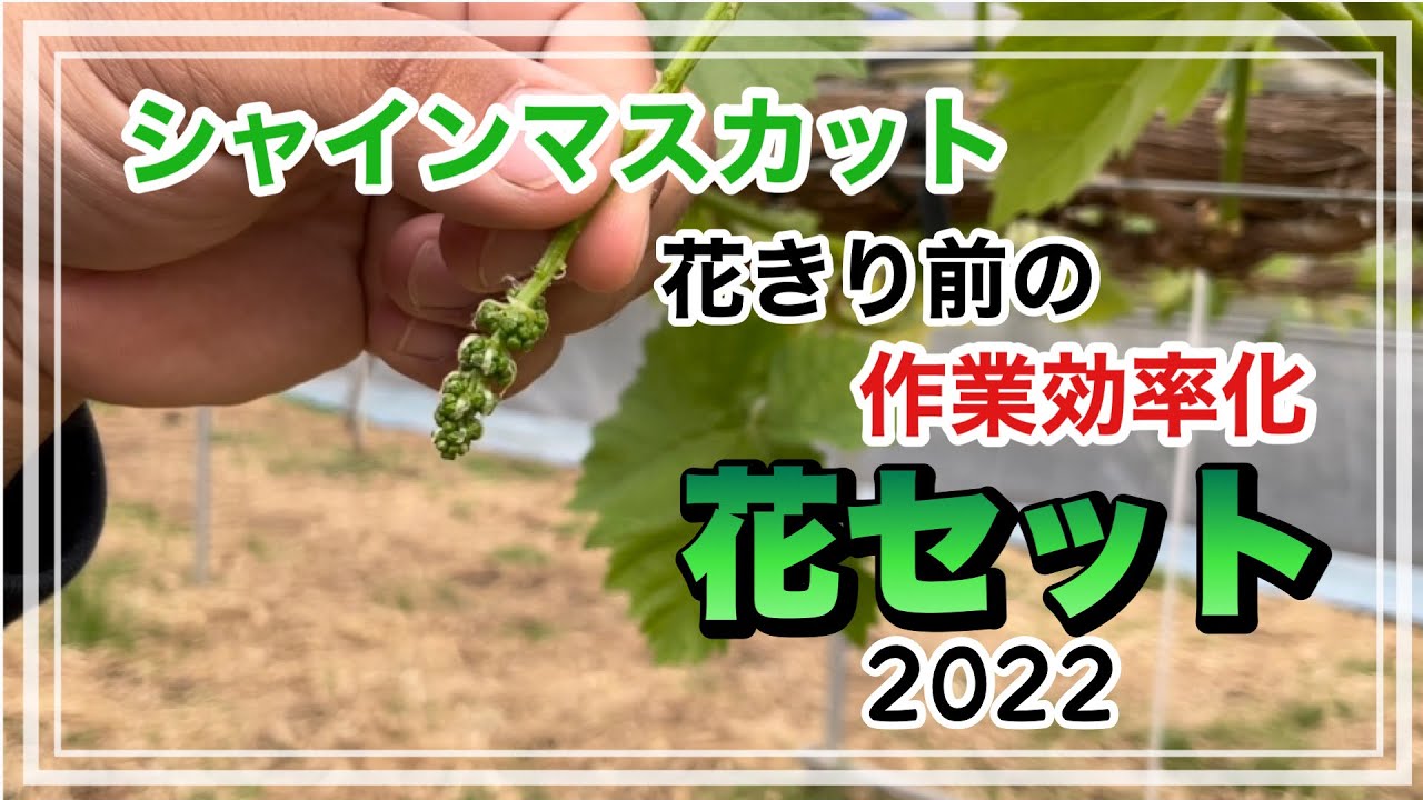 【シャインマスカット】花のセット2022