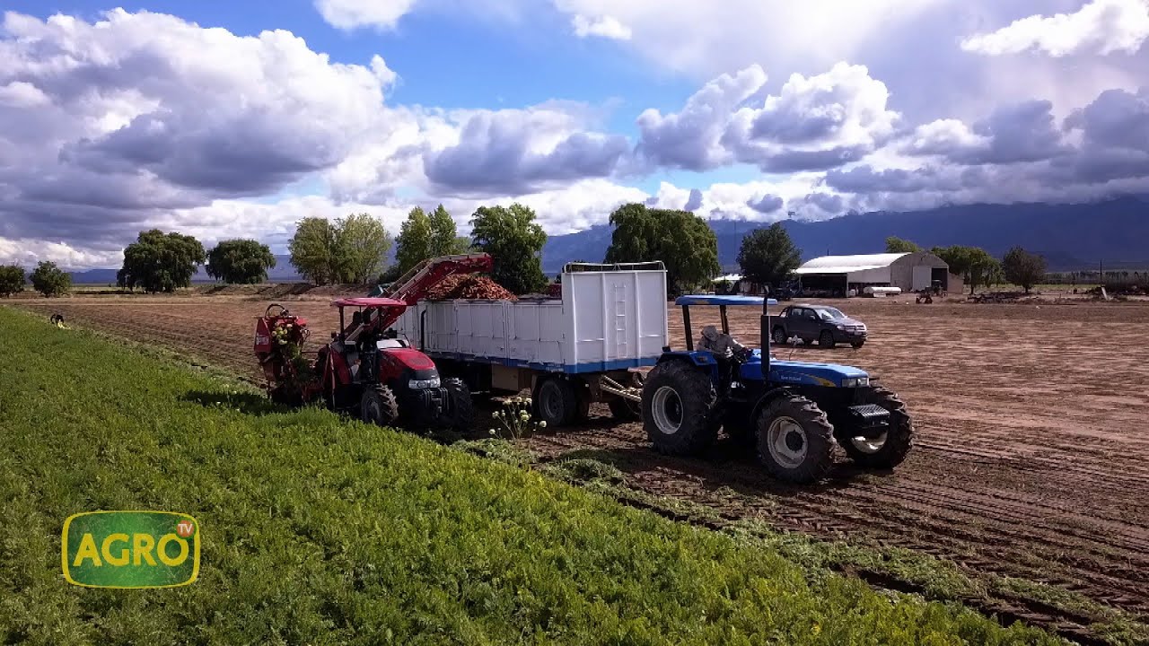 Zanahoria en Mendoza: Como lograr 100 toneladas con riego y tecnología (#927 2021-05-08)