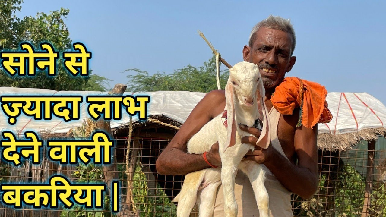 सोने से ज़्यादा लाभ देने वाली बकरिया | Happy Goat Farm 🐏