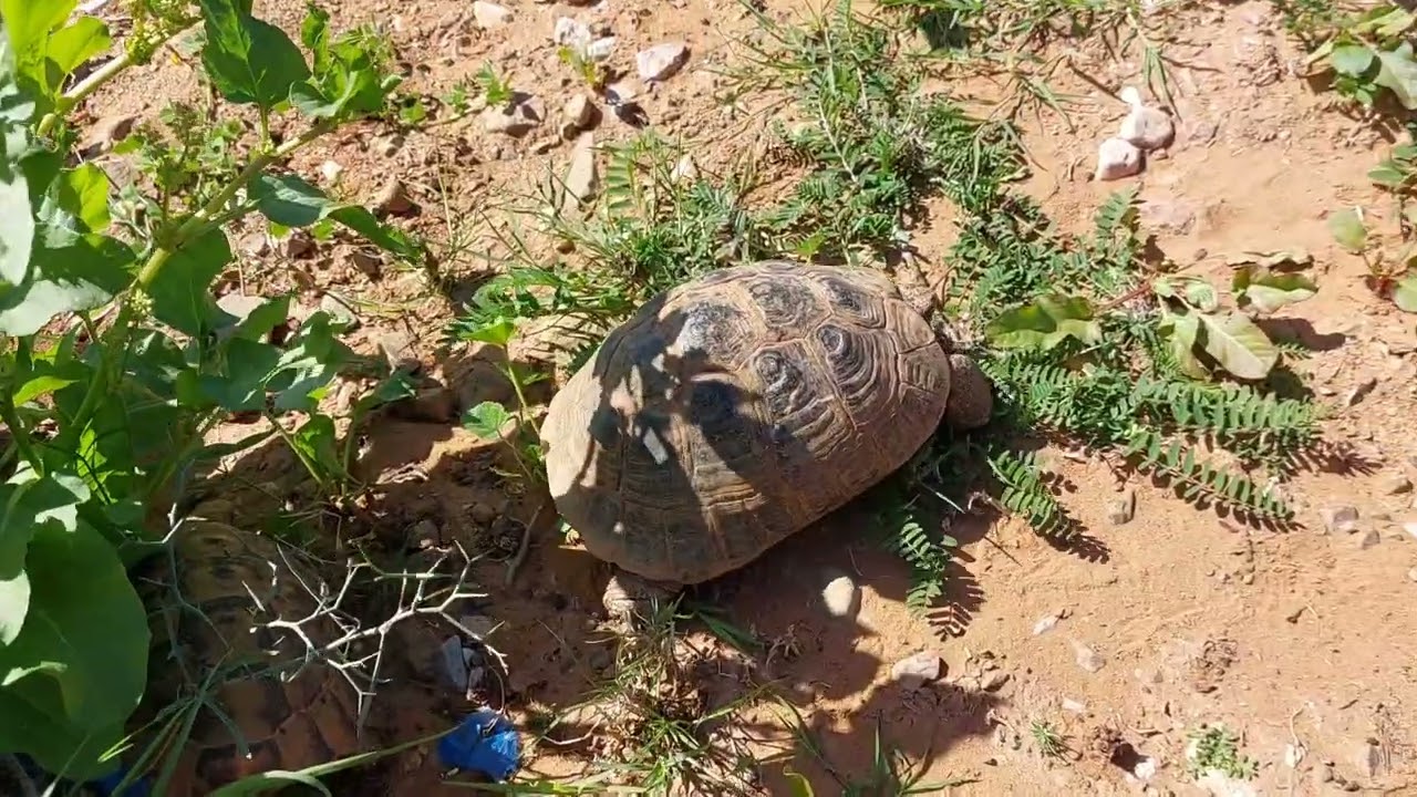 Schildkröten 🐢 Kurzfilm