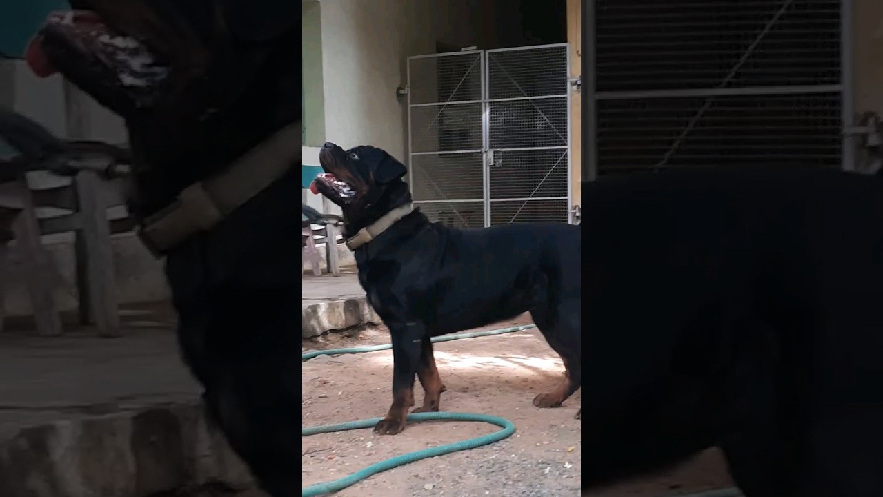 rottweiler lovers &hearts; | love and terror faces 🐕🐶 | #dog #pets #rottweilerlovers #like #love #life