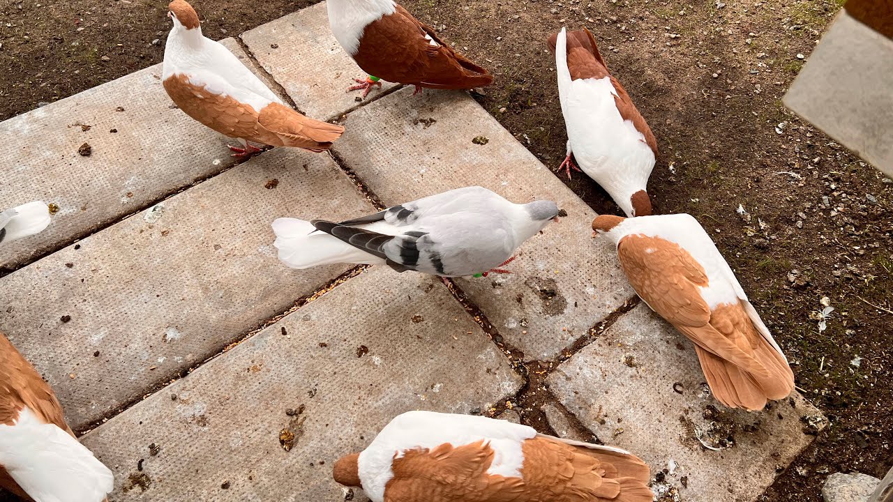Kaftar Afghani/ pigeon 18