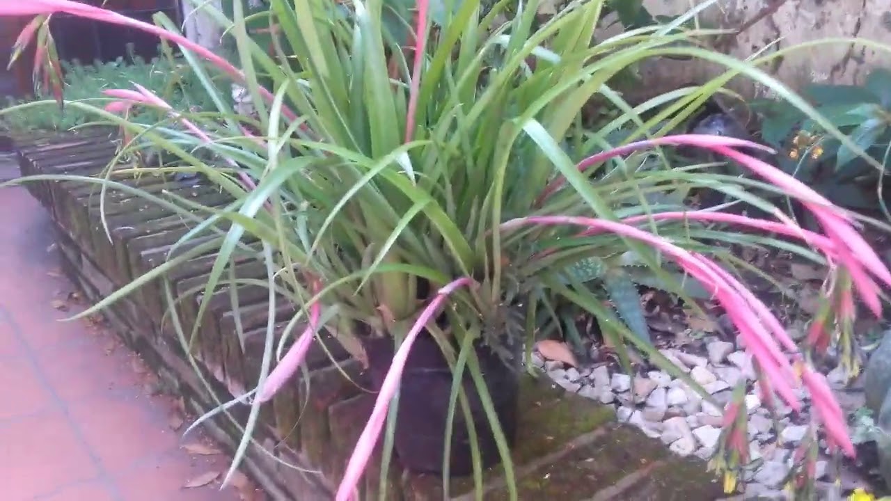 BILLBERGIA NUTANS (LAGRIMAS DE REINA)