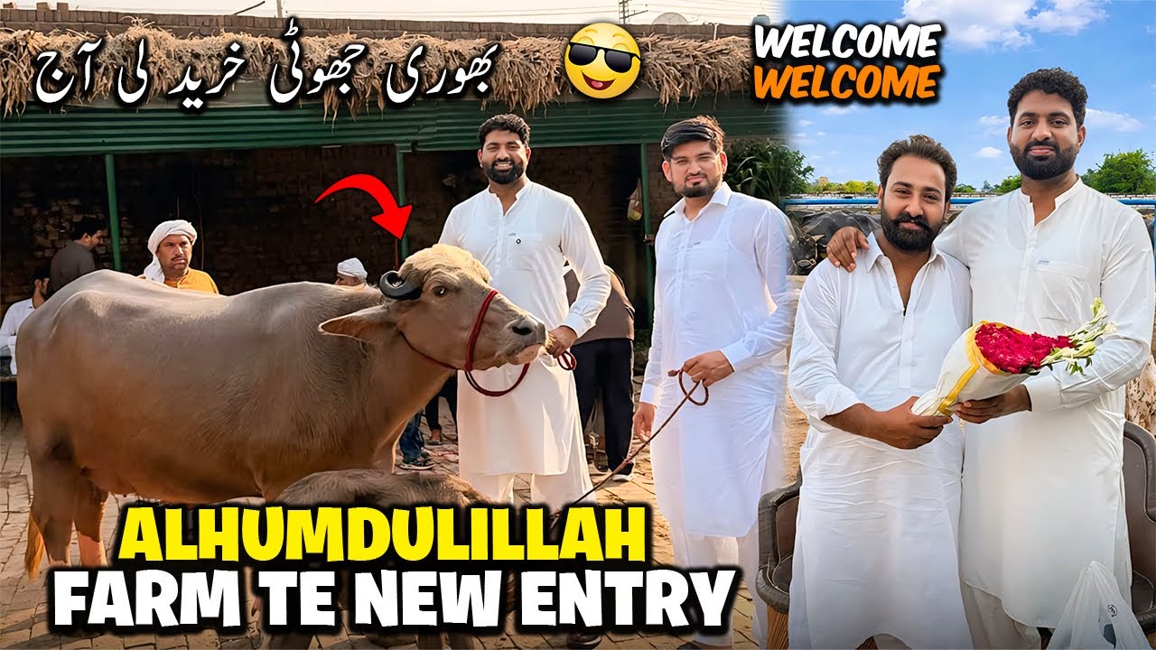 New Entry | Bhuri Jhotti (Buffalo) Kharidi | dhillon Dairy Farm te Aaye Guests Milan |Nasir Dhillon 