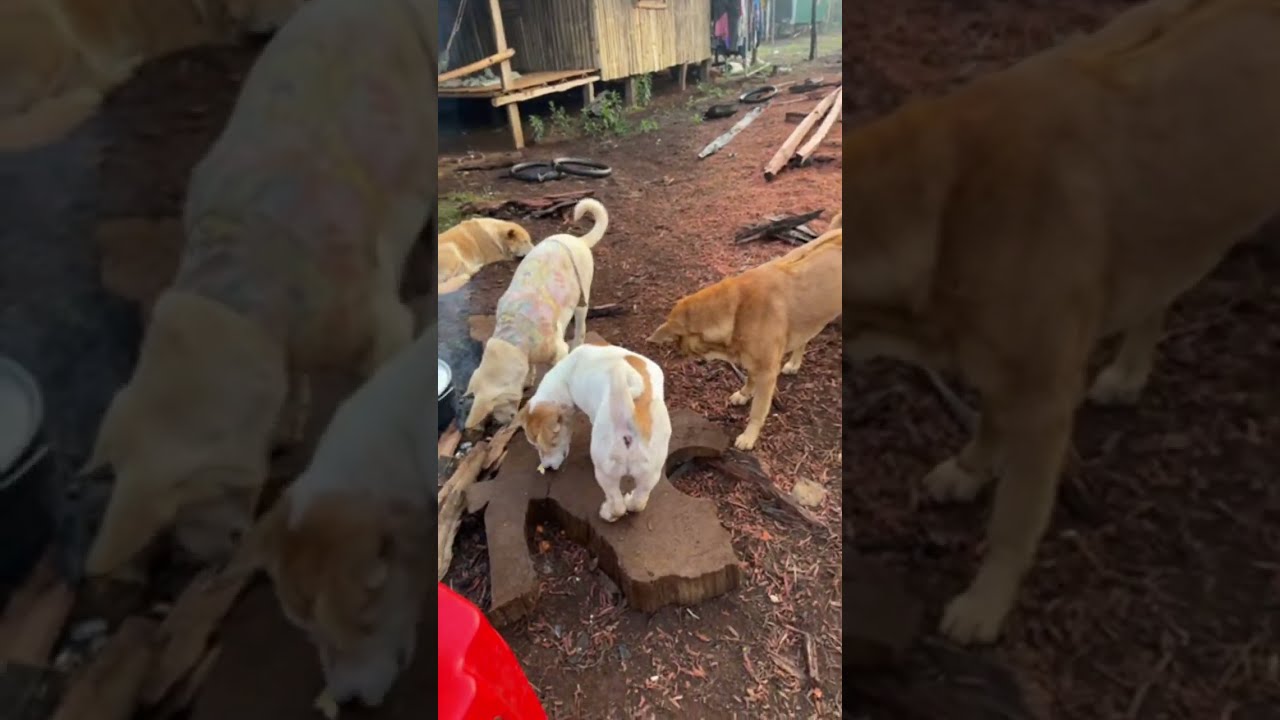 Morning Live with My Cute Pets🌅🐶🐒