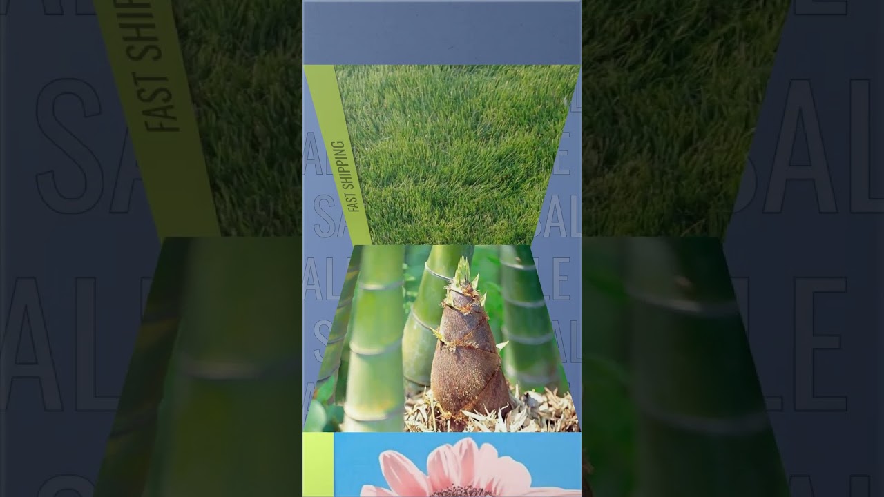 Buy seeds online