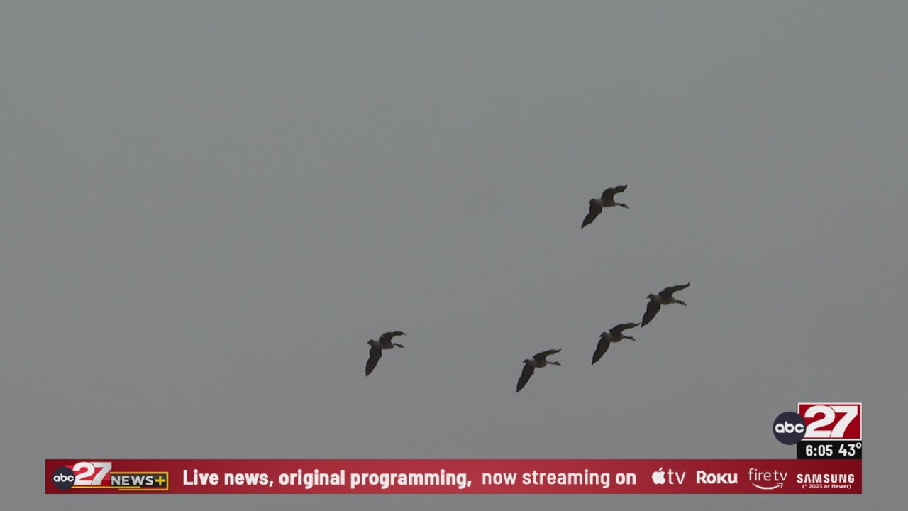 Snow geese flock to local wildlife area as avian flu persists