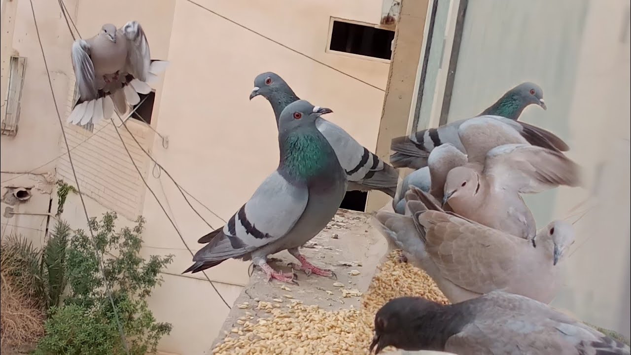Fierce birds fight for food!!  And feed the free birds with fun