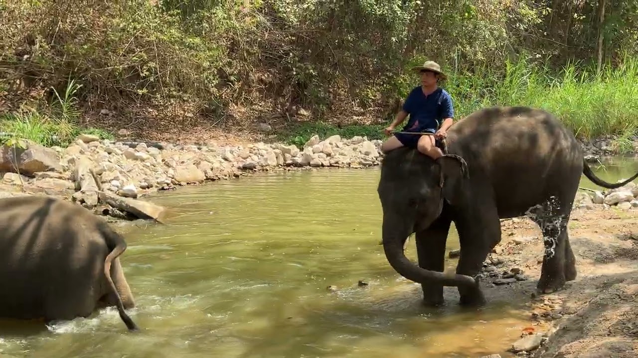ช้างอาบน้ำ ศูนย์อนุรักษ์ช้างไทย จ.ลำปาง