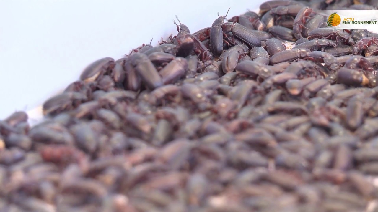Des insectes au menu des poissons pour verdir l'aquaculture