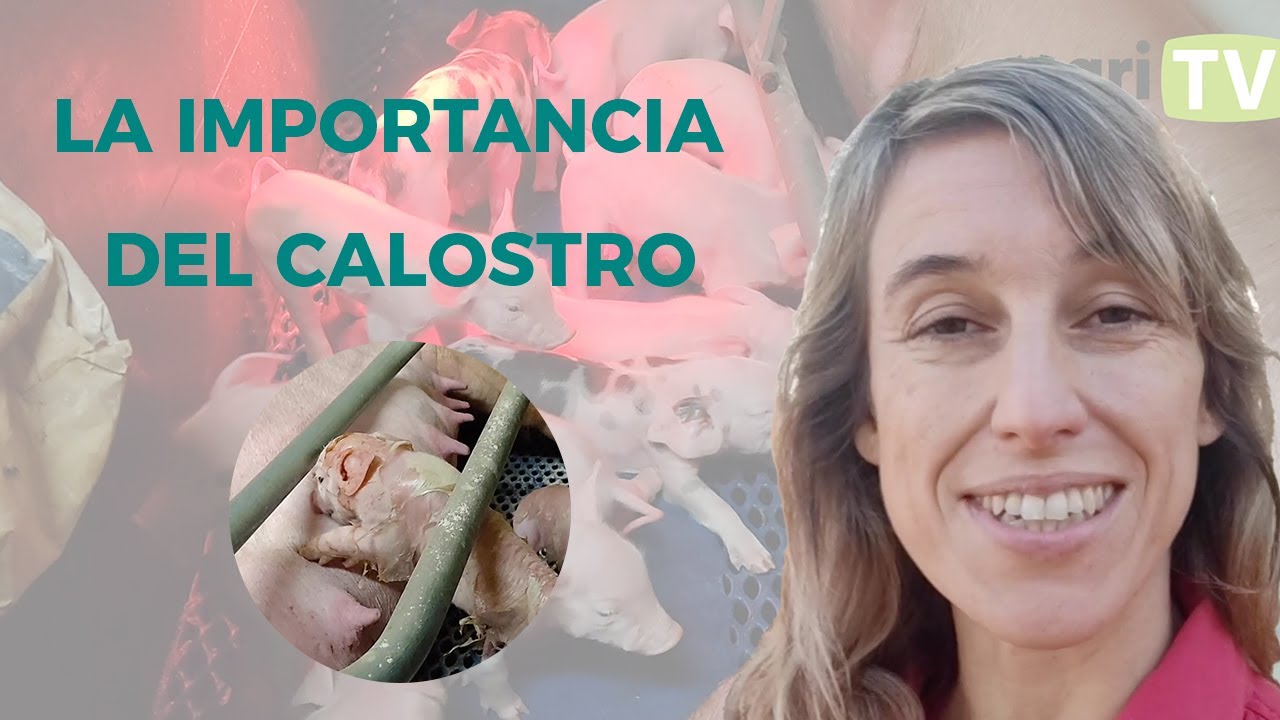 La IMPORTANCIA del CALOSTRO para los LECHONES 🐷