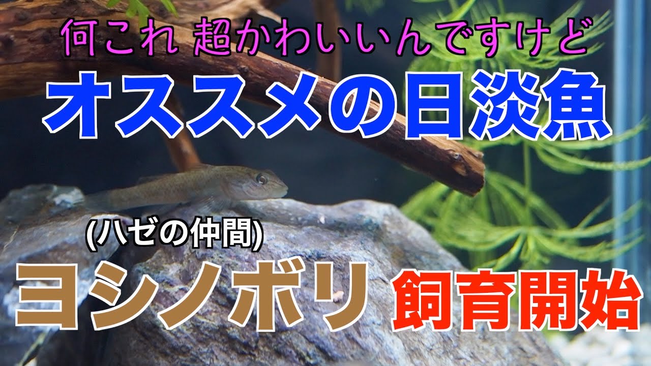 愛嬌バツグン！ 日淡魚「ヨシノボリ」の飼育スタート！ 【日淡魚30cm水槽】