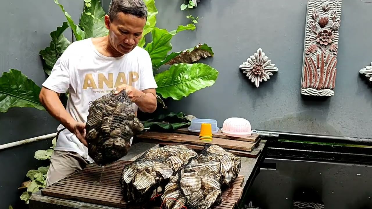 agar chamber kolam koi tidak tekor