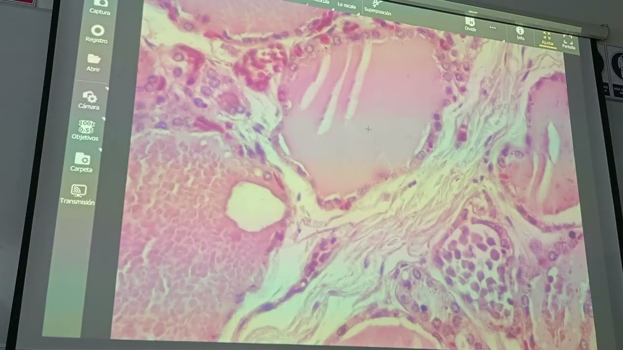 HISTO 3 - SEMANA 5 (Sesión 10 y 9)