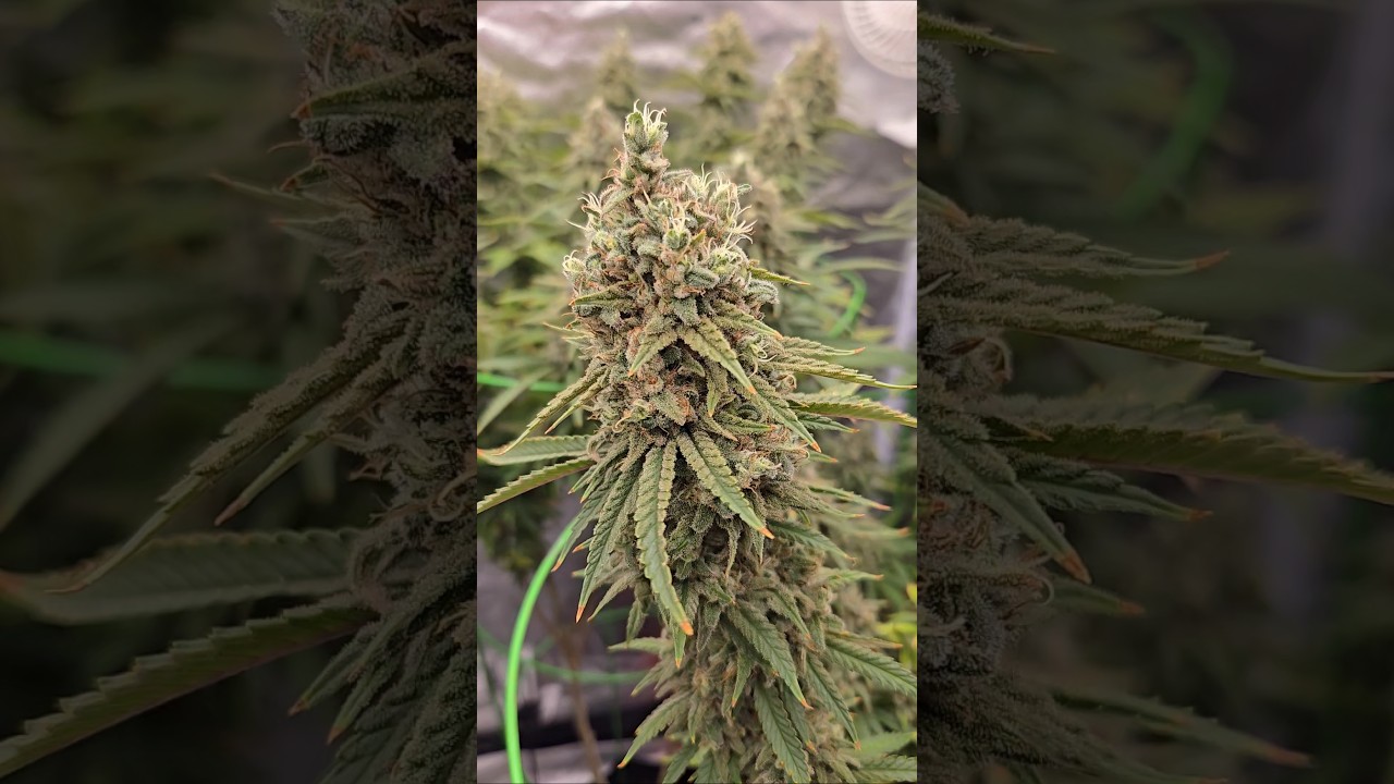 A close look. #trending #spiderfarmer #advancednutrients #shorts