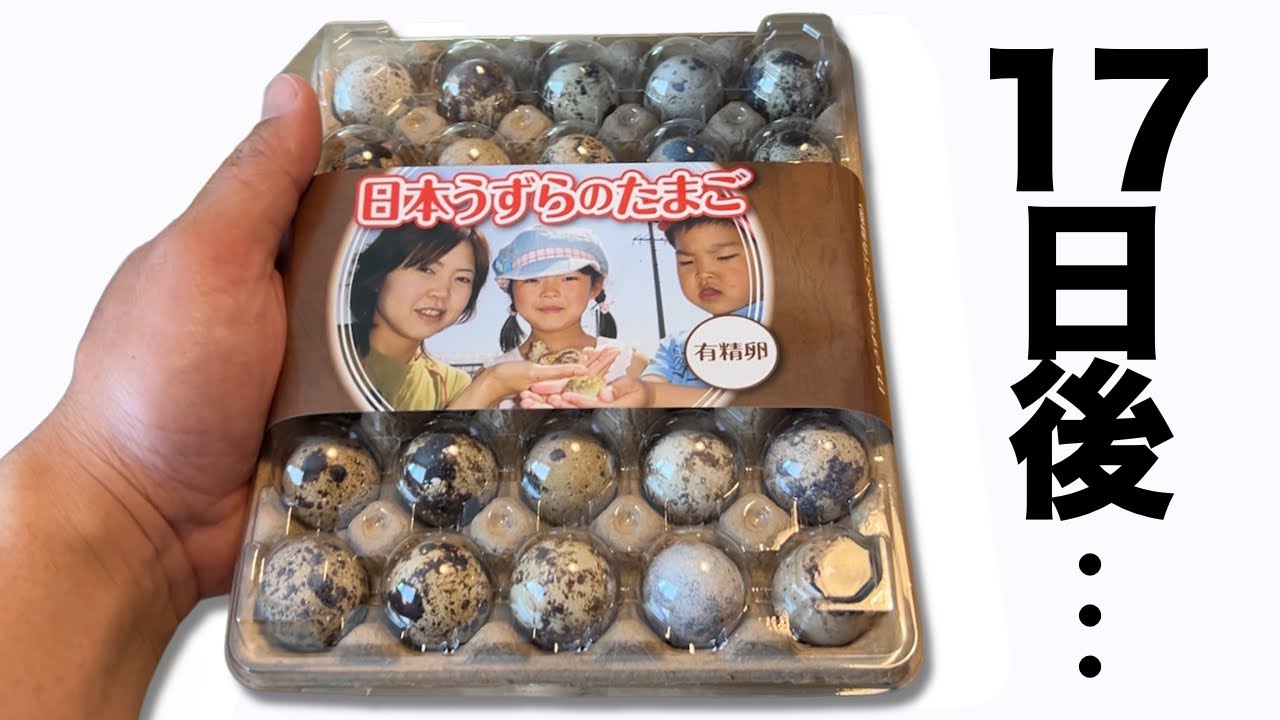 Amazonで買ったうずらの卵を温めた結果...!!