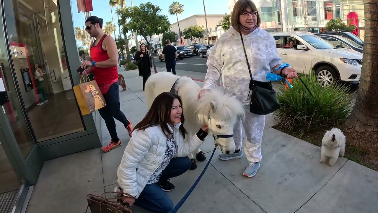 Lt. Rowdy Mini Horse Representing Valley Community Cavalry First Time @ Rodeo Drive 2023 (10 of 11)