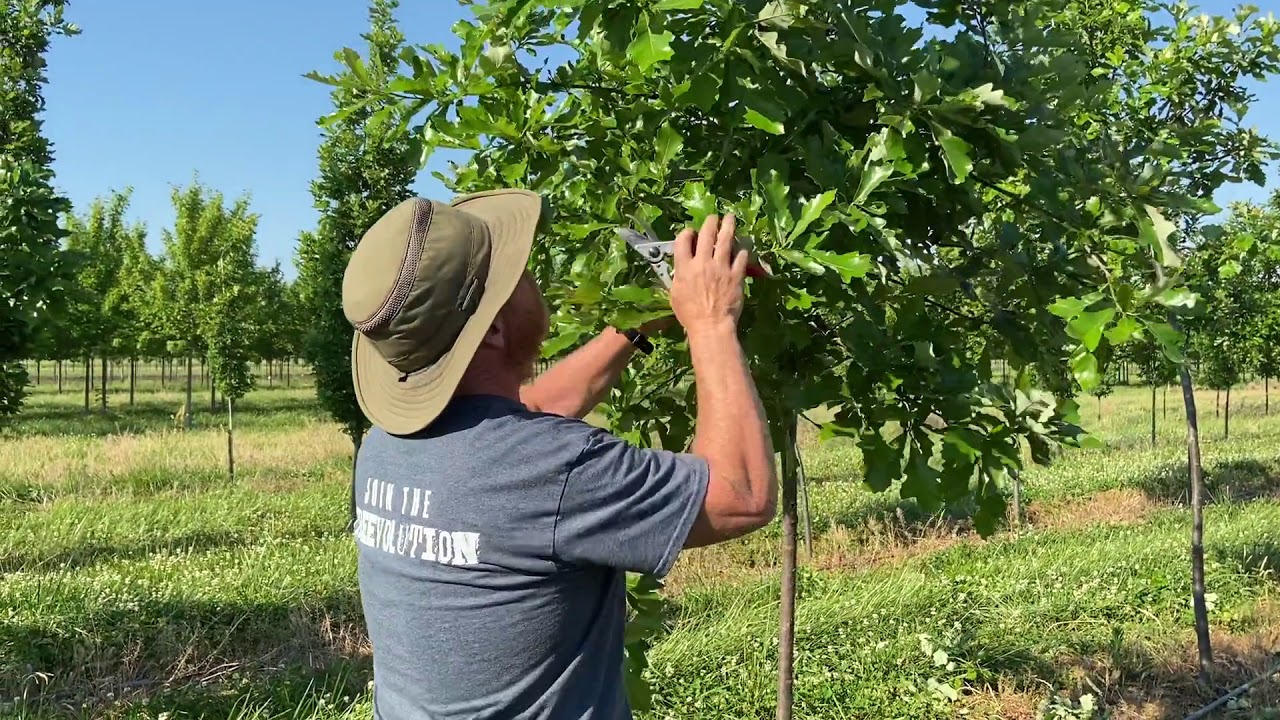 Pruning Oaks