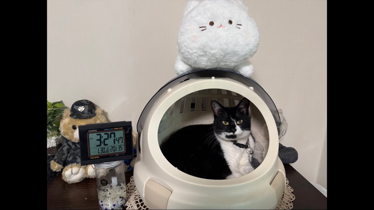 マーブル気まぐれお昼寝ライブ配信🩷💤ちょこっとゲリラ配信😸ᩚฅ''