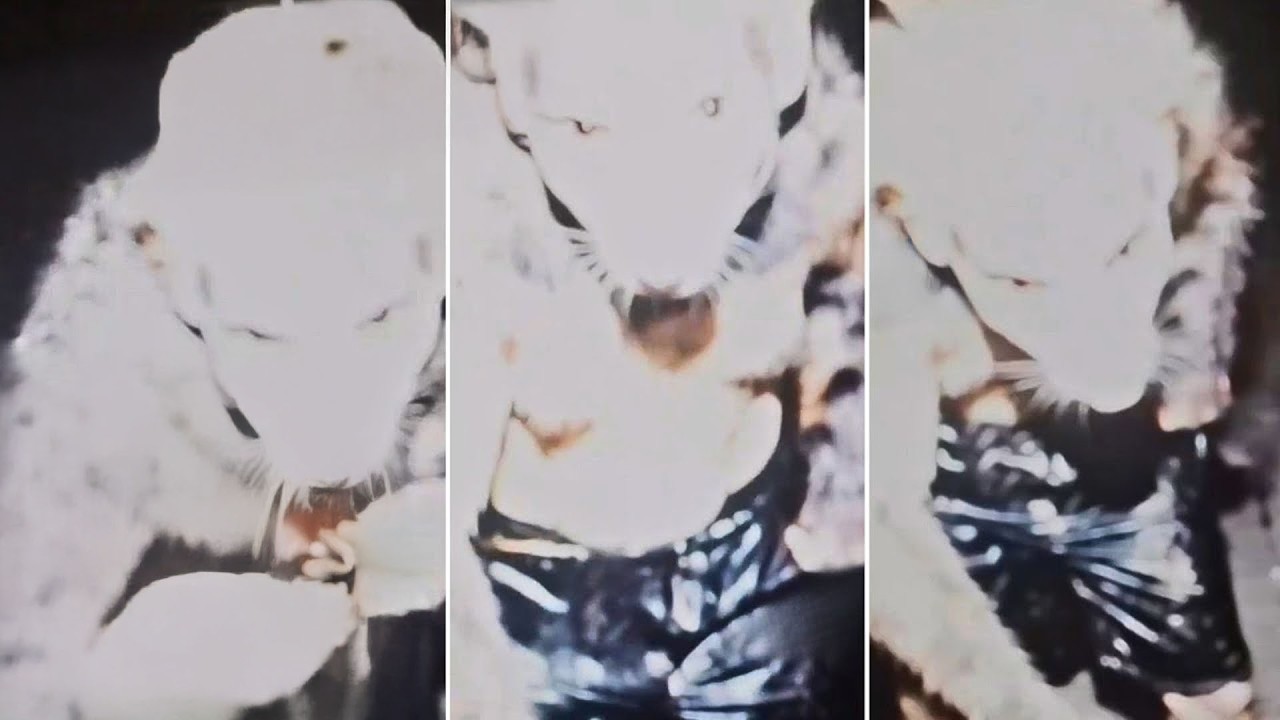 REAL Cryptids Caught Clearly On Camera