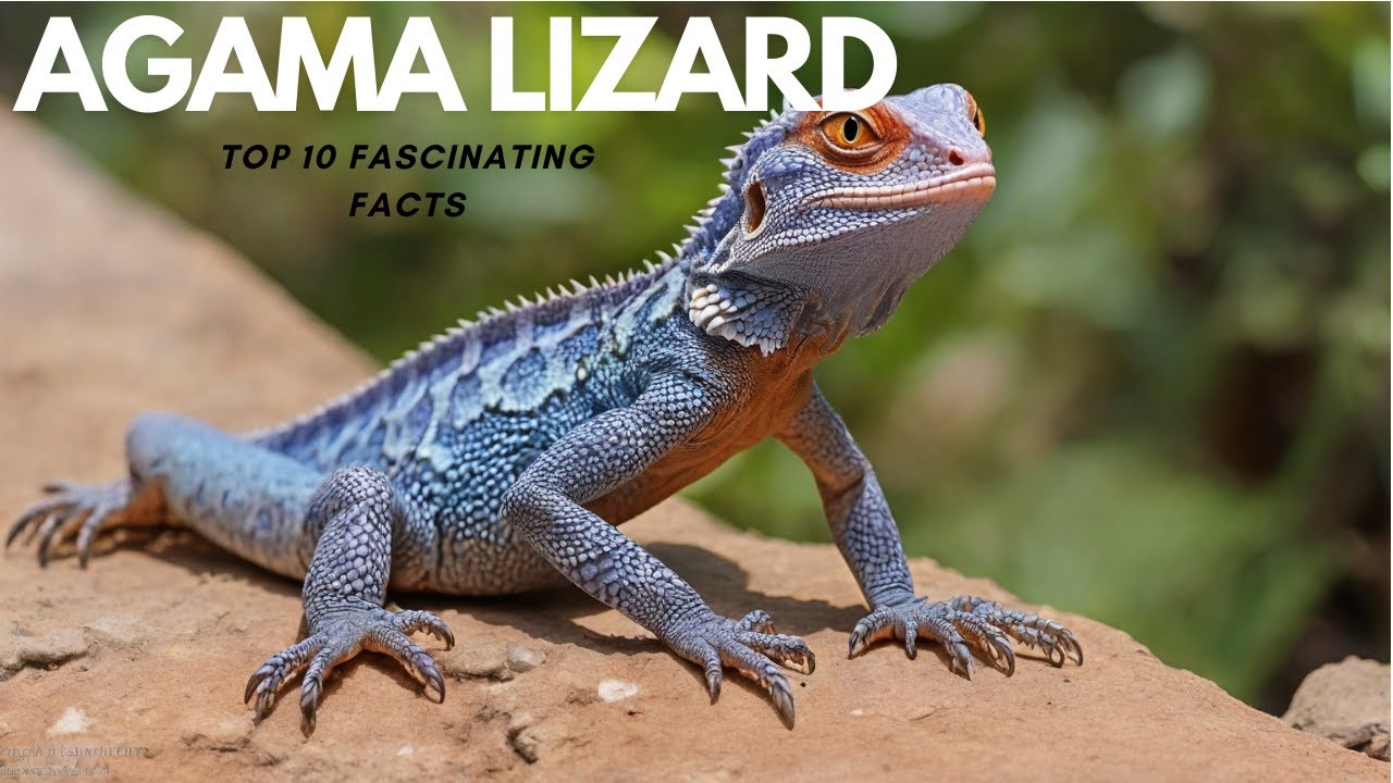 Top 10 Amazing Facts About Agama Lizards!